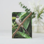 Flycatcher Bird Postcard Postkarte (Stehend Vorderseite)