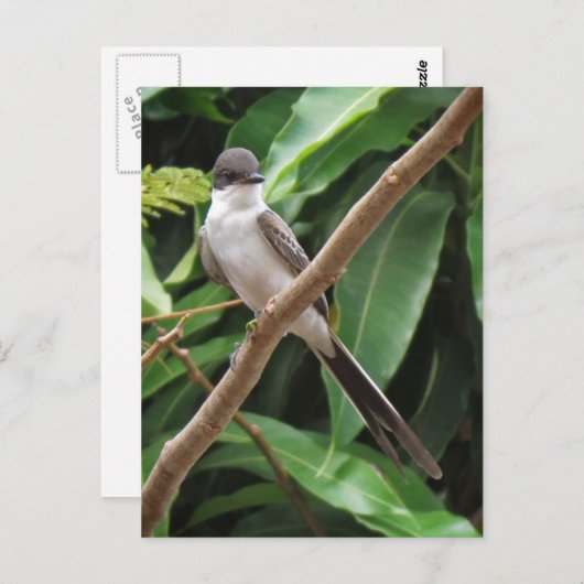 Flycatcher Bird Postcard Postkarte (Vorne/Hinten)