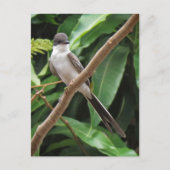 Flycatcher Bird Postcard Postkarte (Vorderseite)