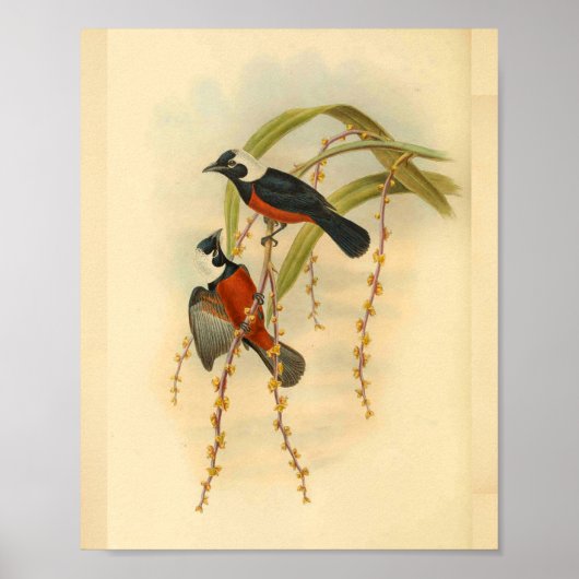 Flycatcher Black Red Bird Vintag Print Poster (Vorne)