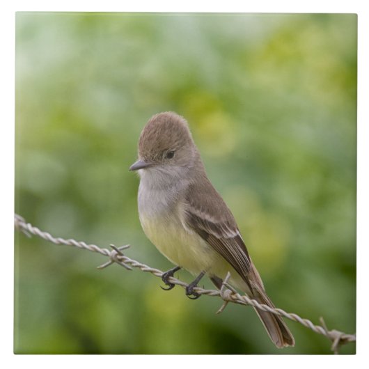 Flycatcher Fliese (Vorderseite)