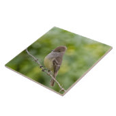 Flycatcher Fliese (Seite)