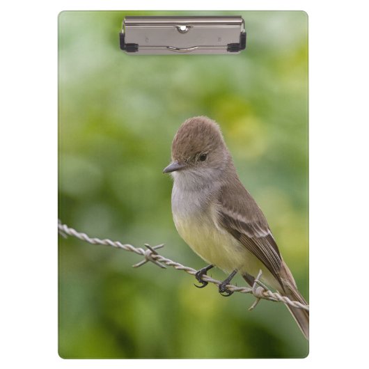 Flycatcher Klemmbrett (Vorderseite)