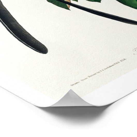 Flycatcher mit Gabel von Audubon Poster (Ecke)