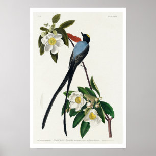 Flycatcher mit Gabel von Audubon Poster