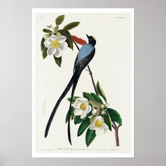 Flycatcher mit Gabel von Audubon Poster (Vorne)