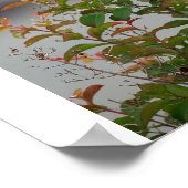 Flycatcher Poster (Ecke)