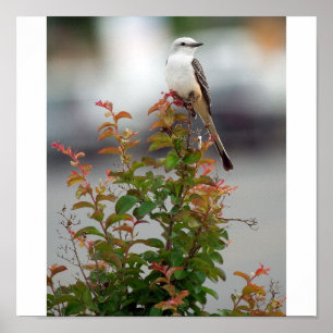 Flycatcher Poster