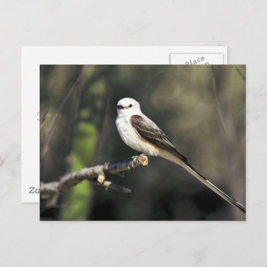 Flycatcher Postkarte (Vorne/Hinten)