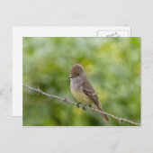 Flycatcher Postkarte (Vorne/Hinten)