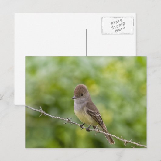 Flycatcher Postkarte (Vorne/Hinten)