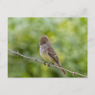 Flycatcher Postkarte