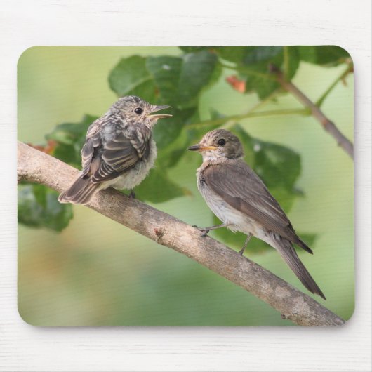 Flycatchers Mousepad (Vorne)