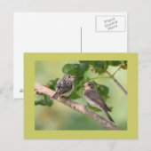 Flycatchers Postkarte (Vorne/Hinten)