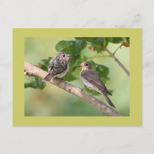 Flycatchers Postkarte (Vorderseite)