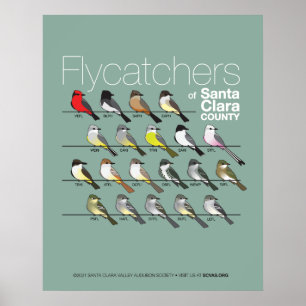 Flycatchers von Santa Clara Landkreis Poster