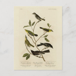Flycatchers Warbler und Audubons Vögel von Amerika Postkarte