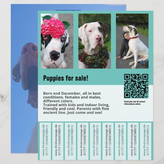 Flyer (Vorne/Hinten)