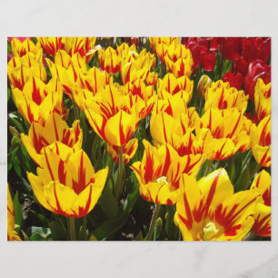 Flyer Papier Tulpen Blumen Fügen Sie Ihren Text Tu