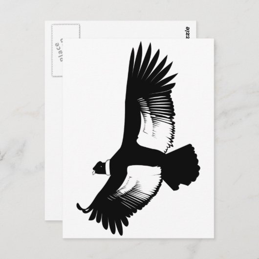 Flying Andean Condor Postkarte (Vorne/Hinten)