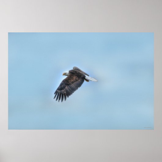 Flying Bald Eagle and Clouds Wildlife Foto Poster (Vorne)