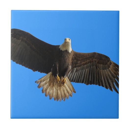 Flying Bald Eagle auf Blue Wildlife Gift Fliese (Vorderseite)