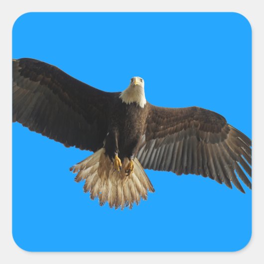 Flying Bald Eagle Bird of Prey Art Quadratischer Aufkleber (Vorderseite)