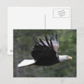 Flying Bald Eagle Postkarte (Vorne/Hinten)