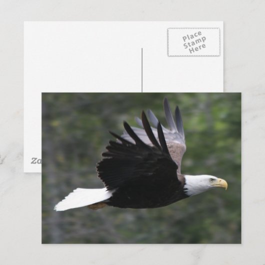 Flying Bald Eagle Postkarte (Vorne/Hinten)