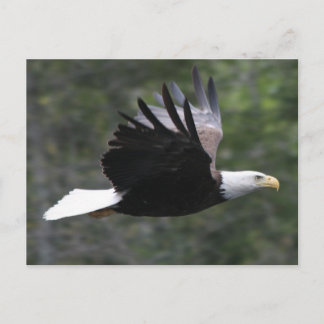 Flying Bald Eagle Postkarte