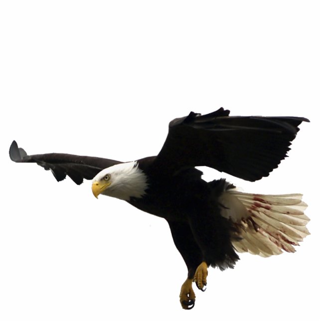 FLYING BALD EAGLE Skulptur Wildlife Magnet Fotoskulptur Magnet (Vorne)