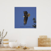 Flying Bald Eagle Wildlife Art Poster (Küche)