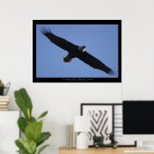 Flying Bald Eagle Wildlife Foto drucken Poster (Heimbüro)