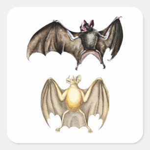 Flying Bats Tierwelt Art Quadratischer Aufkleber