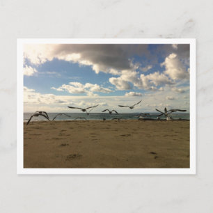 Flying Birds Postcard Postkarte