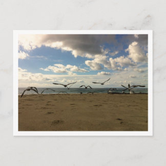 Flying Birds Postcard Postkarte