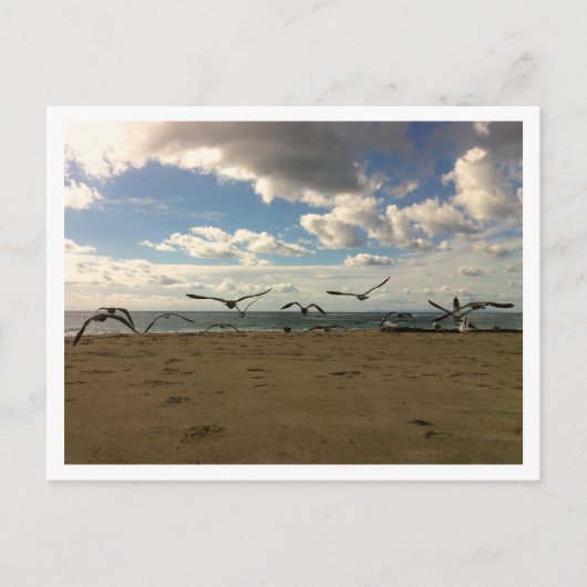 Flying Birds Postcard Postkarte (Vorderseite)
