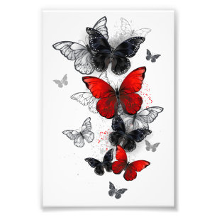 Flying Black and Red Morpho Butterfliegen Fotodruck
