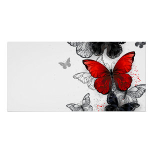 Flying Black and Red Morpho Butterfliegen Poster