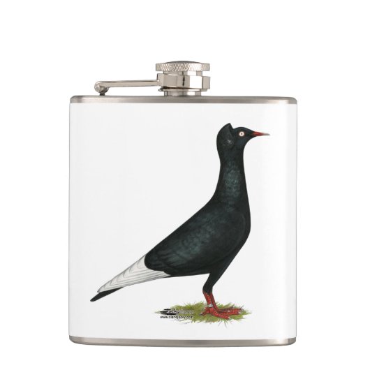 Flying Black Cap-Taube Flachmann (Vorderseite)