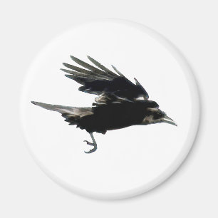Flying Black Crow Birdlover Magnet