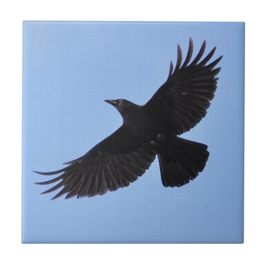 Flying Black Raven Corvid Crow-Lover Foto Design Fliese (Vorderseite)