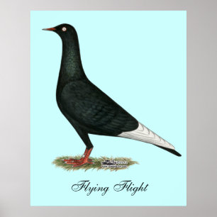 Flying Black Taube Poster