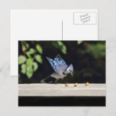 Flying Blue-Jay-Foto Postkarte (Vorne/Hinten)