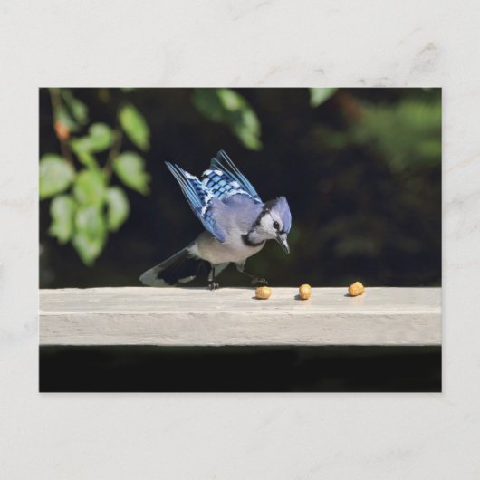 Flying Blue-Jay-Foto Postkarte (Vorderseite)