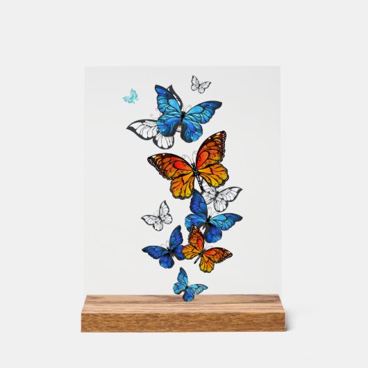 Flying Butterflies Morpho und Monarch Acrylschild (Vorderseite)