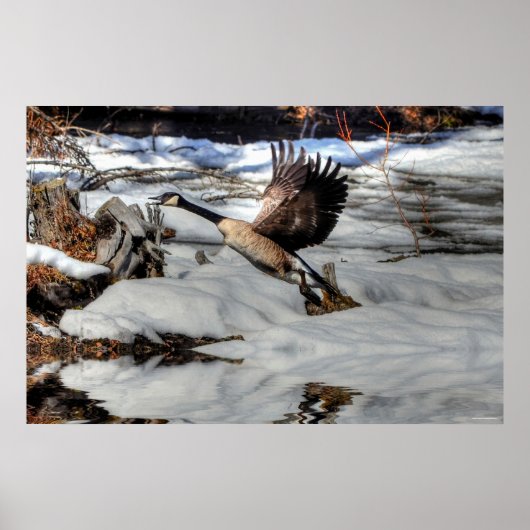 Flying Canada Gänse and Winter Pond Wildlife 2 Poster (Vorne)