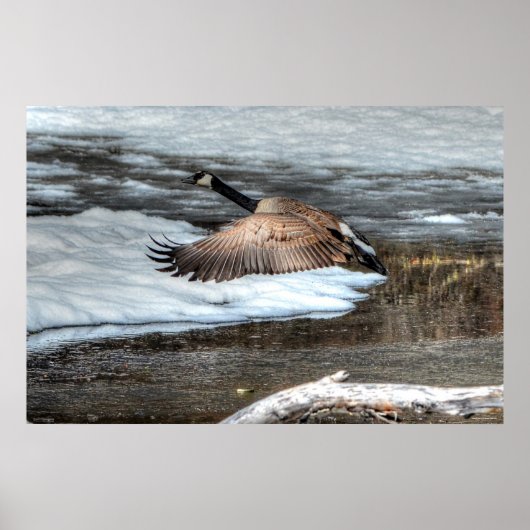 Flying Canada Gänse and Winter Pond Wildlife Poster (Vorne)