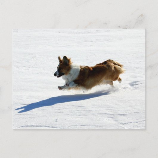 Flying Cardigan Welsh Corgi Postkarte (Vorderseite)