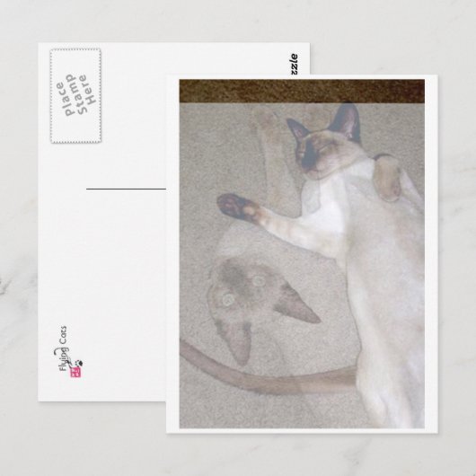 Flying Cats Postkarte (Vorne/Hinten)